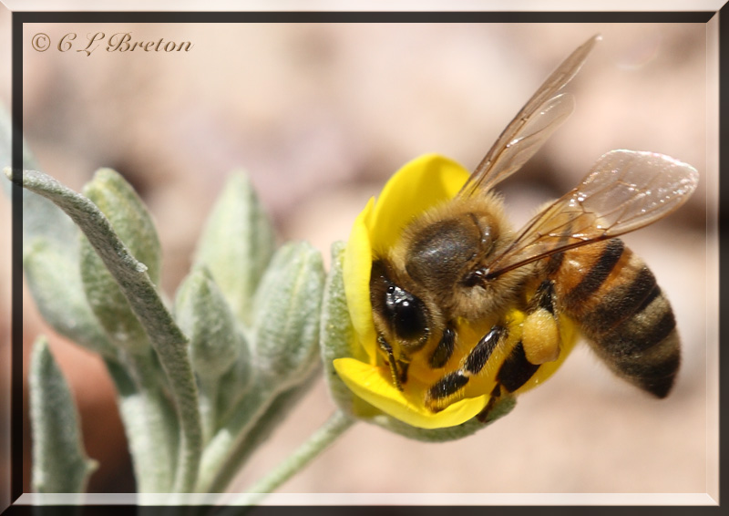 Bee In Yellow Flower - III