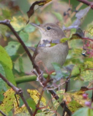 House Wren