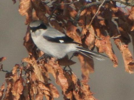 Northern Shrike