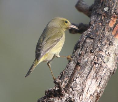 Orange-crowned Warbler