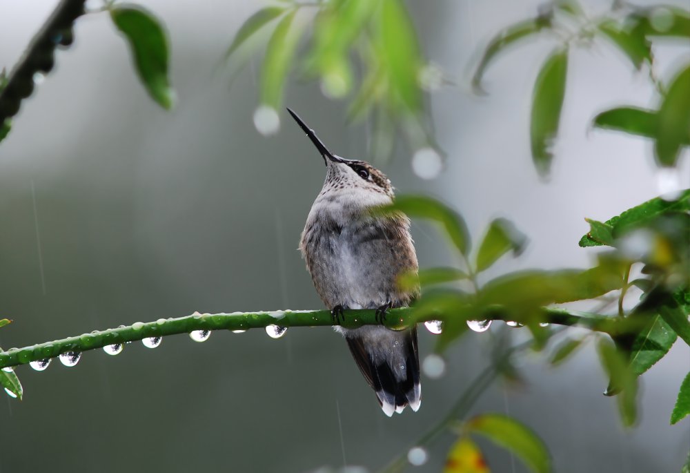 watching the rain