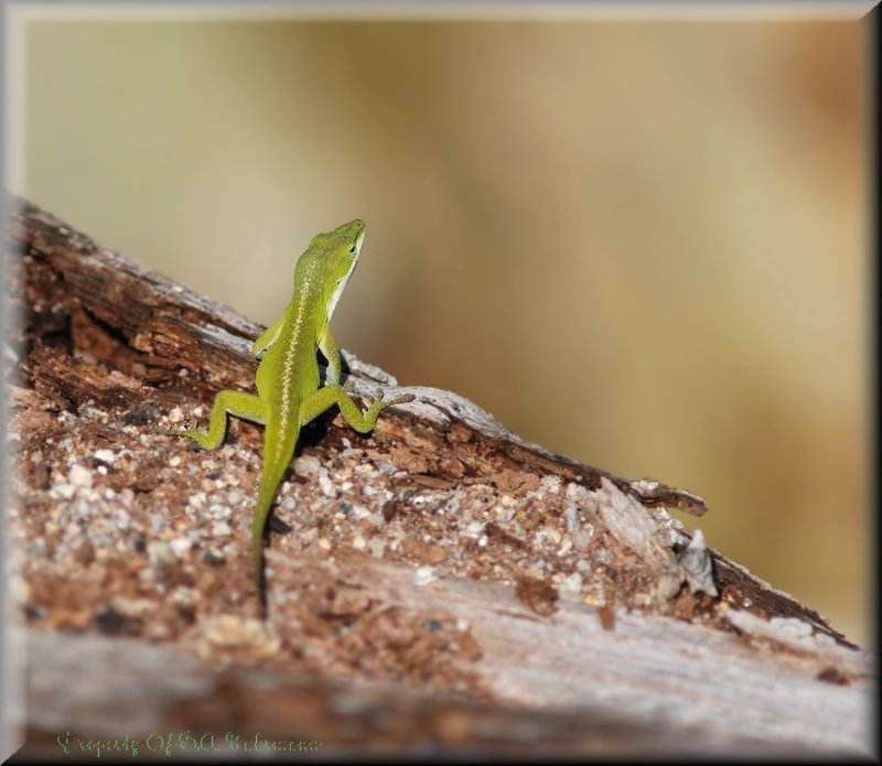 Green Anole