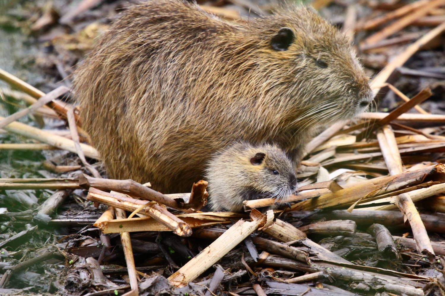 Nutria  & baby