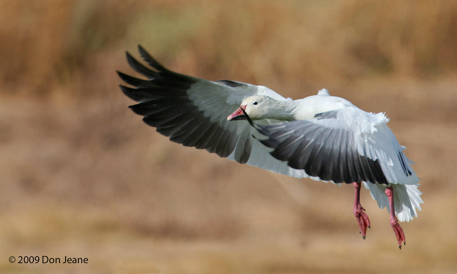 Snow Goose, Bosque