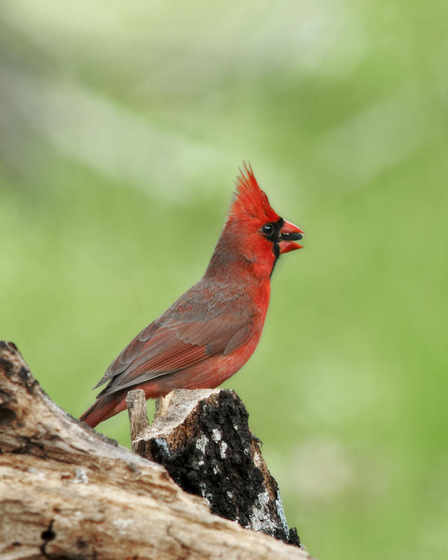 Cardinal