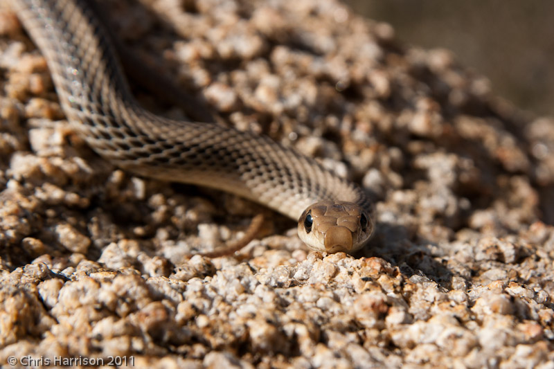 <i>Salvadora hexalepis</i><br>Desert Patchnosed Snake