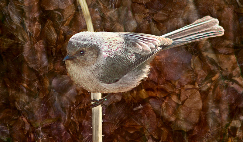 Solitary Bush Tit