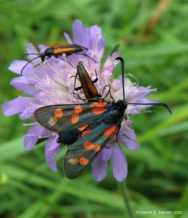 Femplettet kllesvrmer (Zygaena lonicerae)