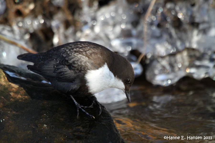 White-throated Dipper (Cinclus cinclus)