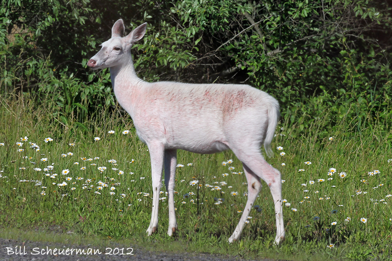 White Deer at Senaca Lake
