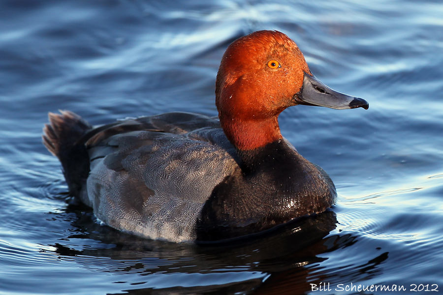Redheaded Duck, Geneva NY