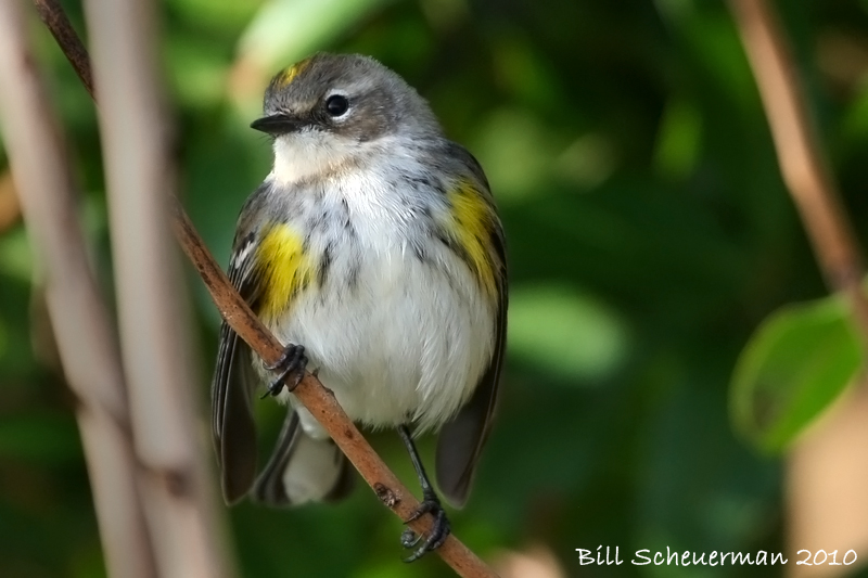 Yellow-rumped Warbler, (Myrtle)