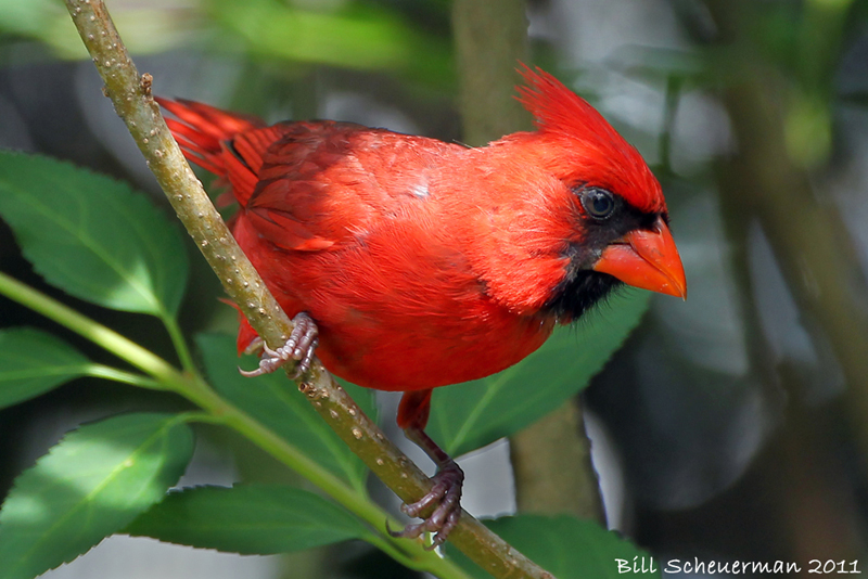 Northern Cardinal ♂