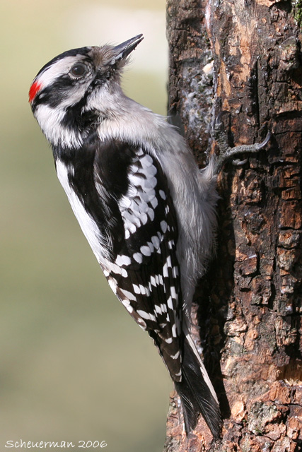Downey Woodpecker ♂