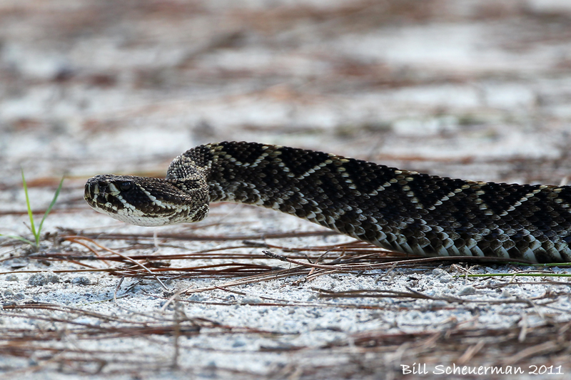 Eastern Diamond-backed Rattle Snake