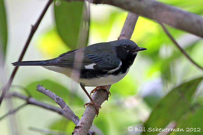 Black-throated Blue Warbler