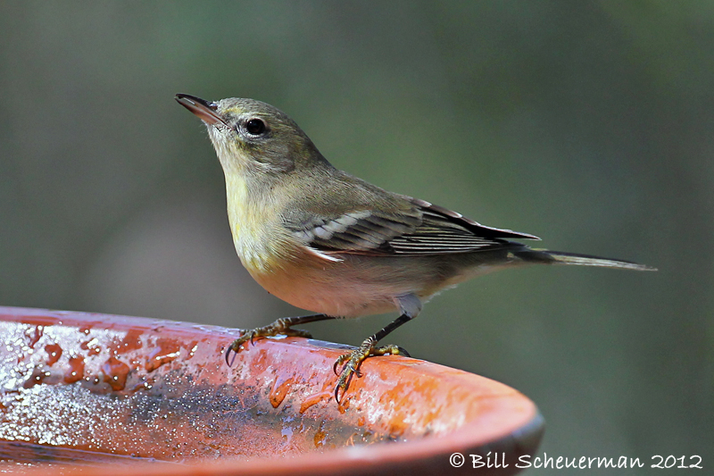 Pine Warbler