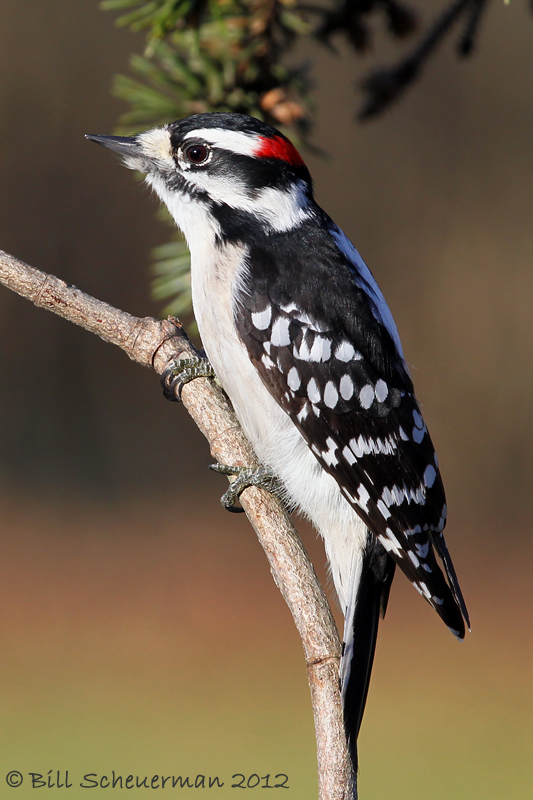 Downey Woodpecker ♂