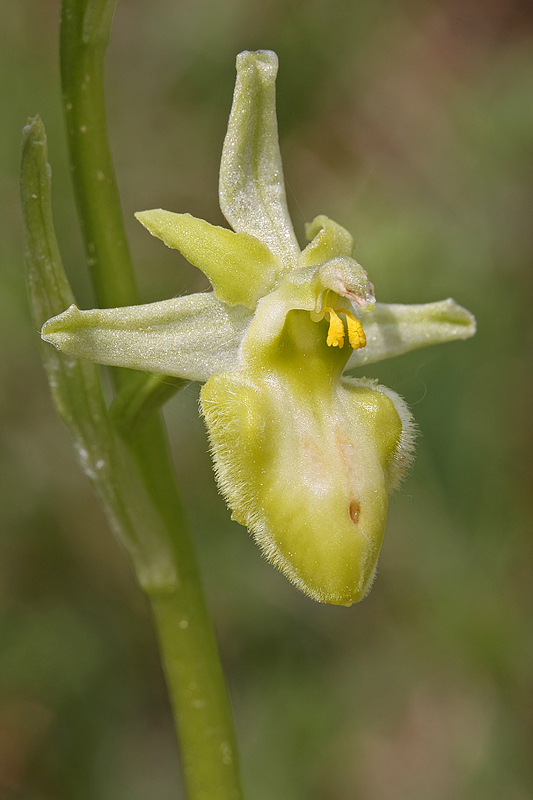 Spinnenragwurz <I>(Ophrys sphegodes)</I> Albino Variante 2
