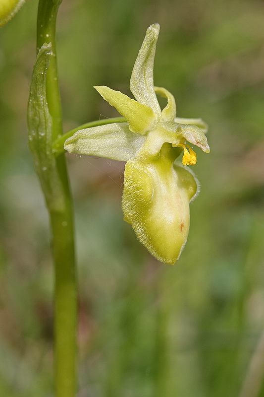 Spinnenragwurz <I>(Ophrys sphegodes)</I> Albino Variante 3
