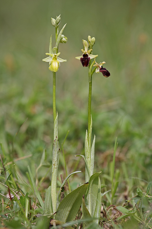 Spinnenragwurz <I>(Ophrys sphegodes)</I> Albino Variante 6