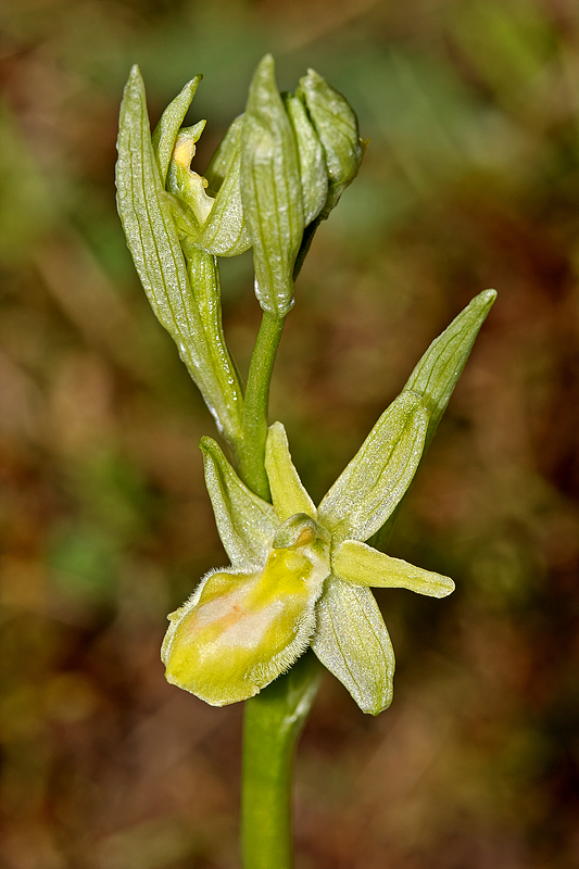 Spinnenragwurz <I>(Ophrys sphegodes)</I> Albino Variante