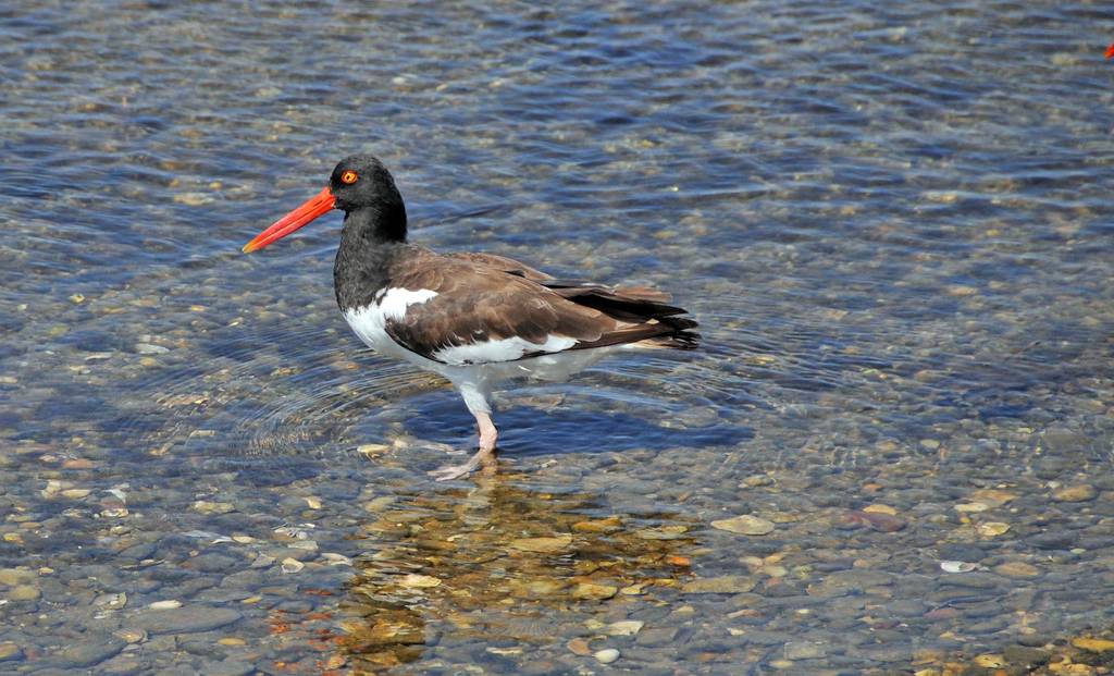 Beccaccia di mare americana: Haematopus palliatus. En.: American Oystercatcher