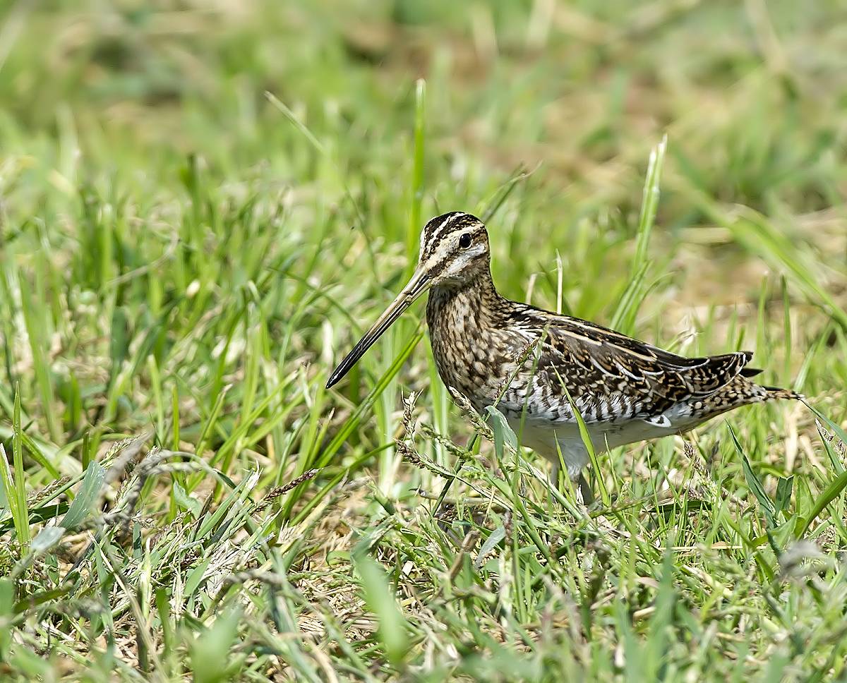 Beccaccino: Gallinago gallinago. En.: Common Snipe