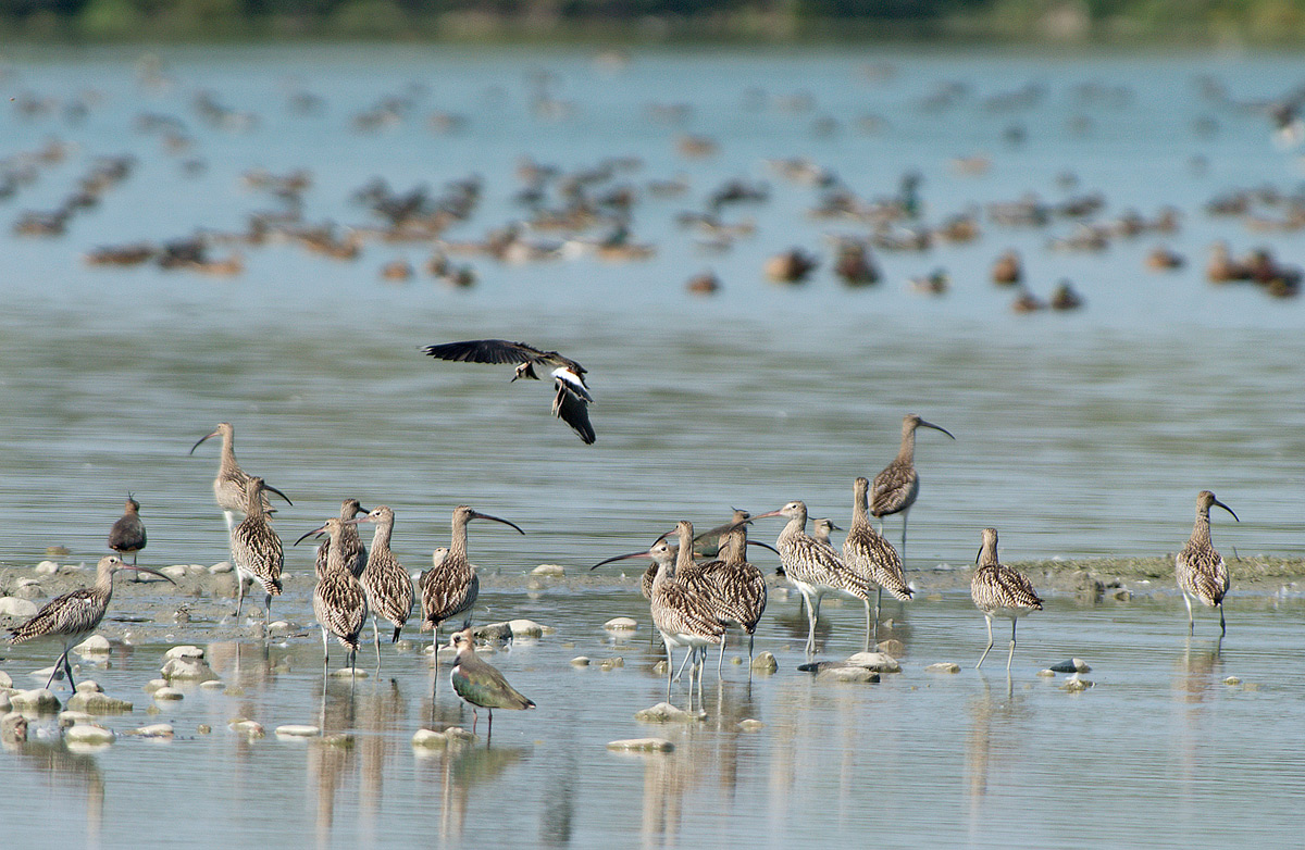 Chiurlo maggiore: Numenius arquata. En.: Eurasian Curlew