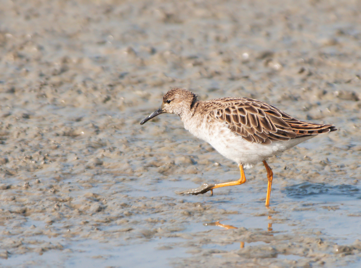 Combattente: Philomachus pugnax. En.: Ruff