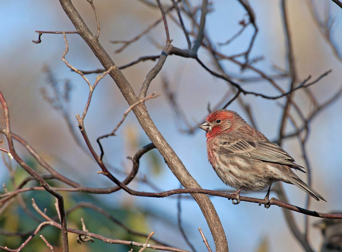 Ciuffolotto messicano: carpodacus mexicanus. En.: House Finch