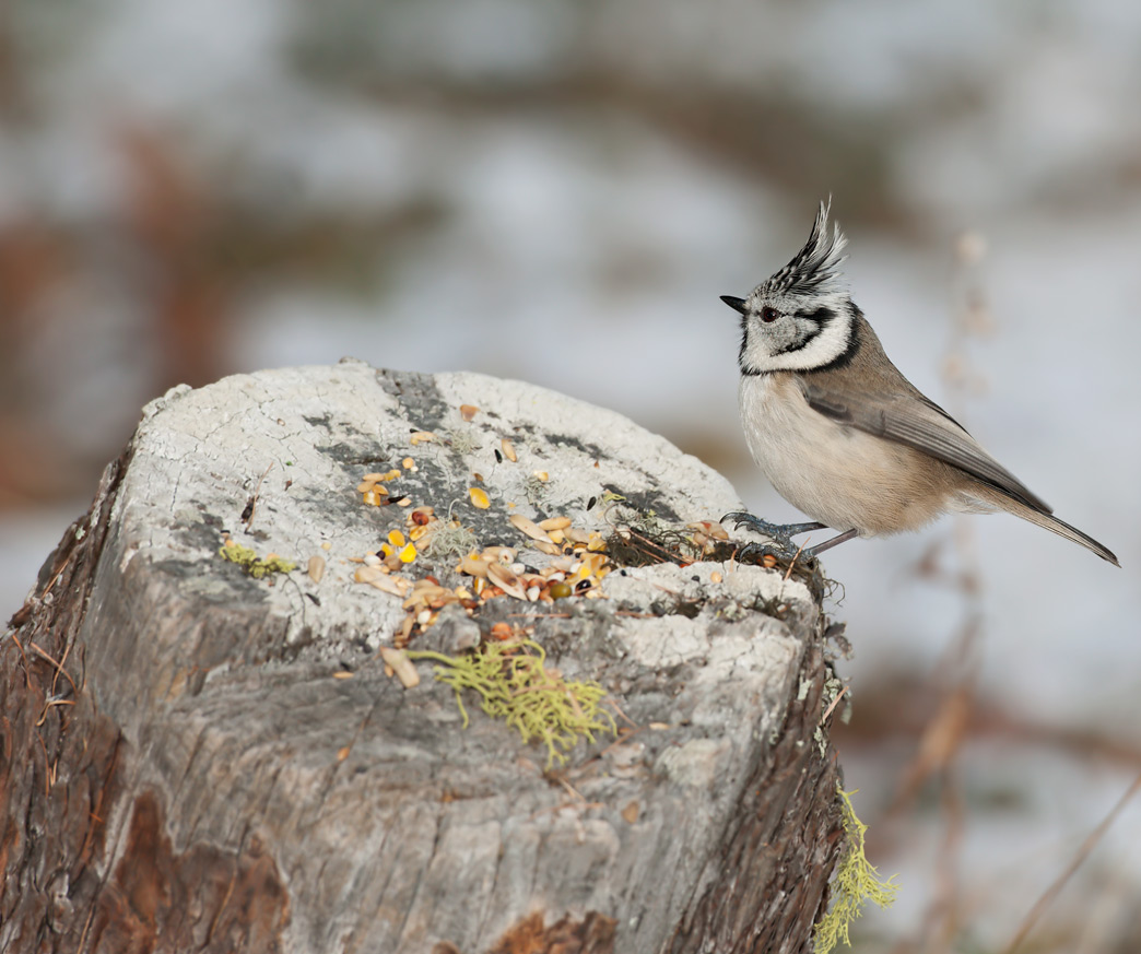 Cincia dal ciuffo: Lophophanes cristatus. En.: Crested Tit