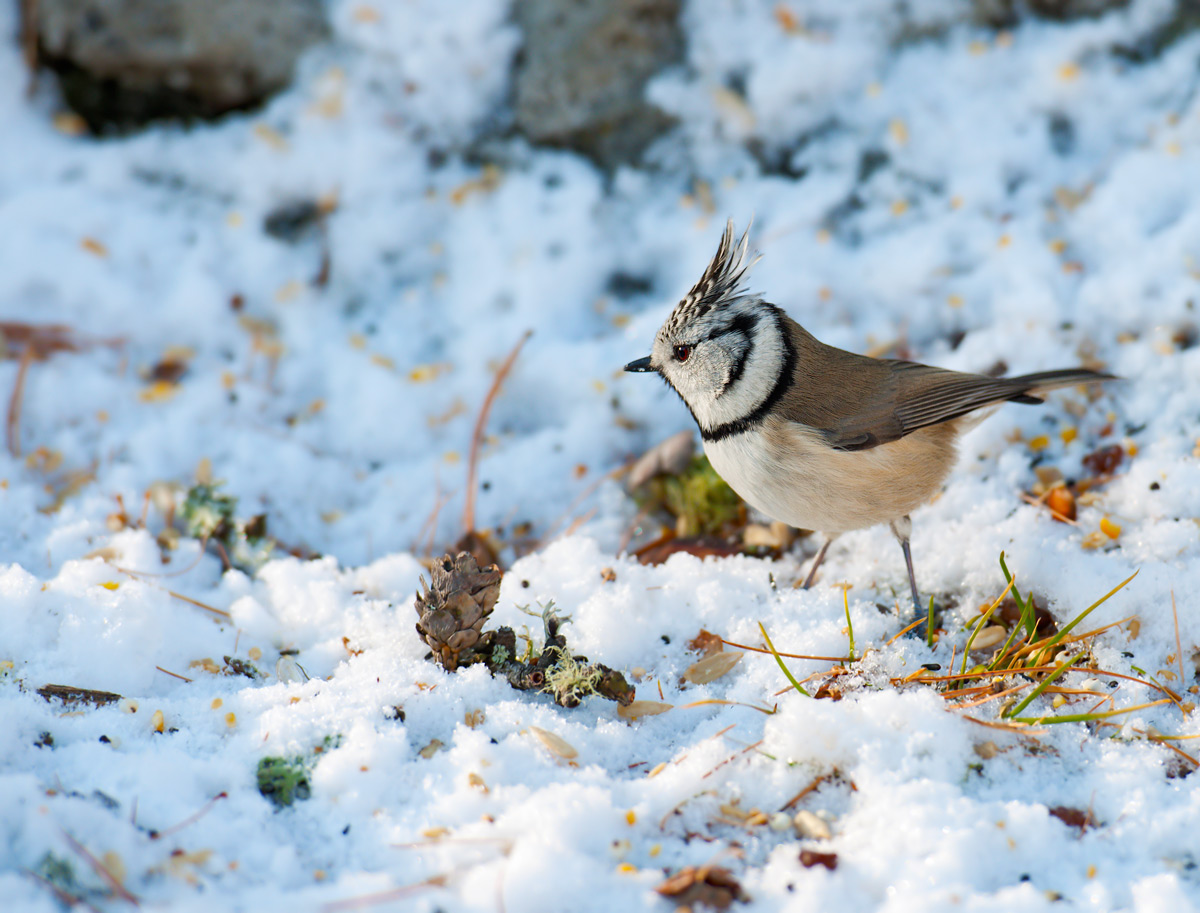 Cincia dal ciuffo: Lophophanes cristatus. En.: Crested Tit