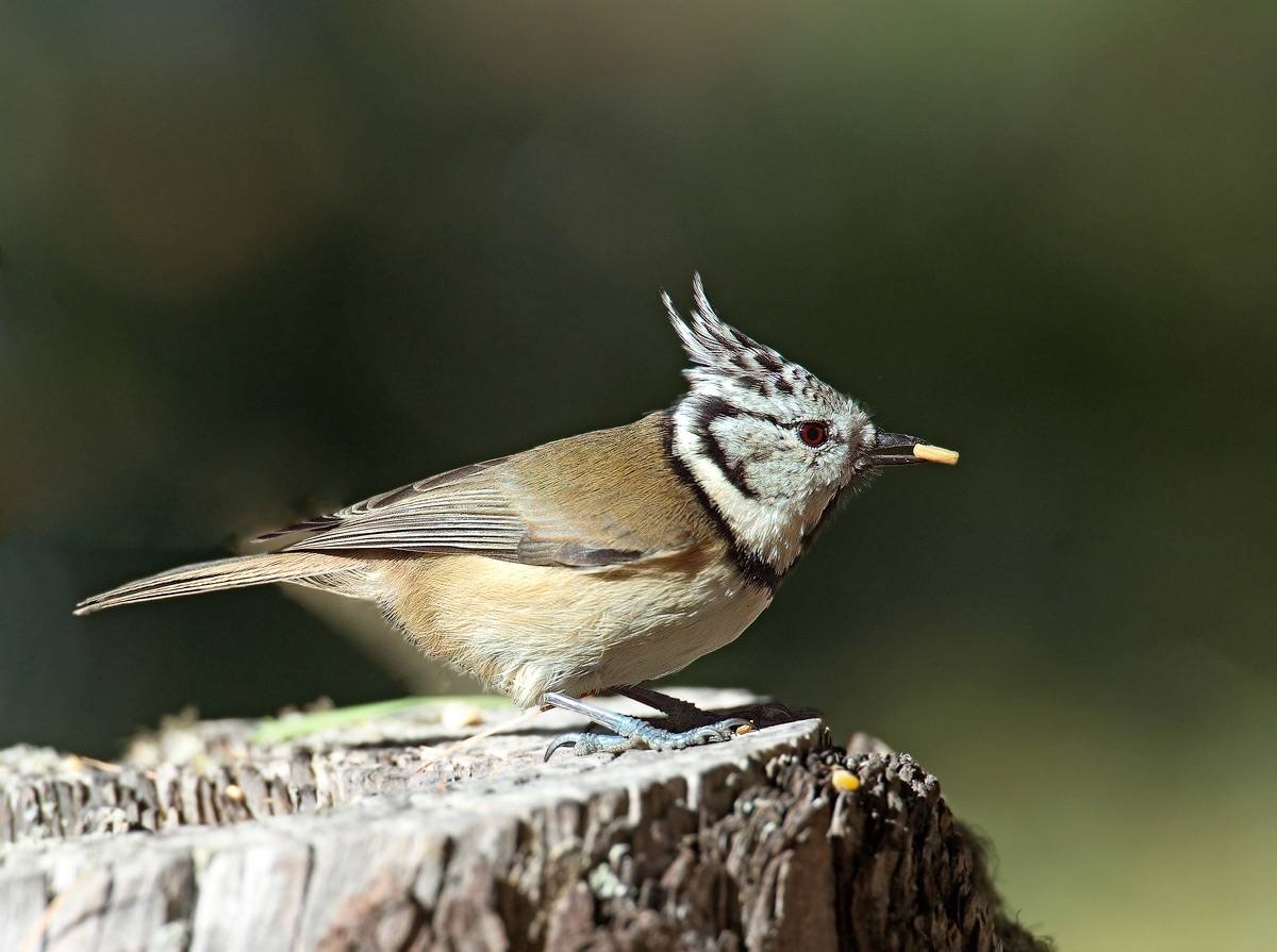 Cincia dal ciuffo: Lophophanes cristatus. En.: Crested Tit