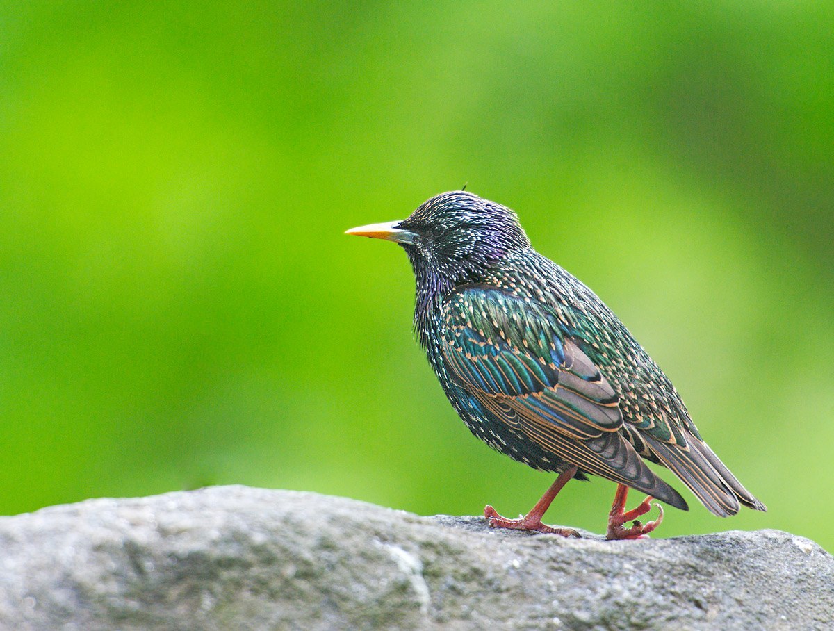 Storno: Sturnus vulgaris. En.: Starling