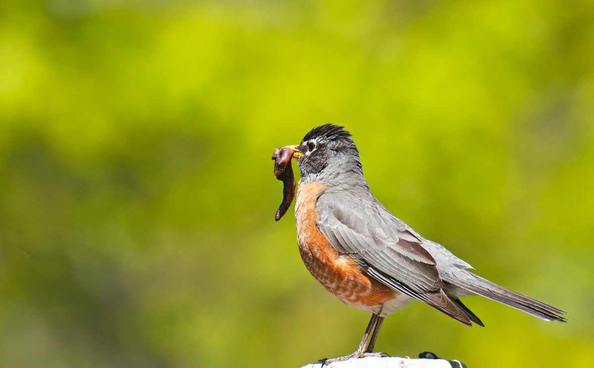 Merlo americano: Turdus migratorius. En.: American Robin