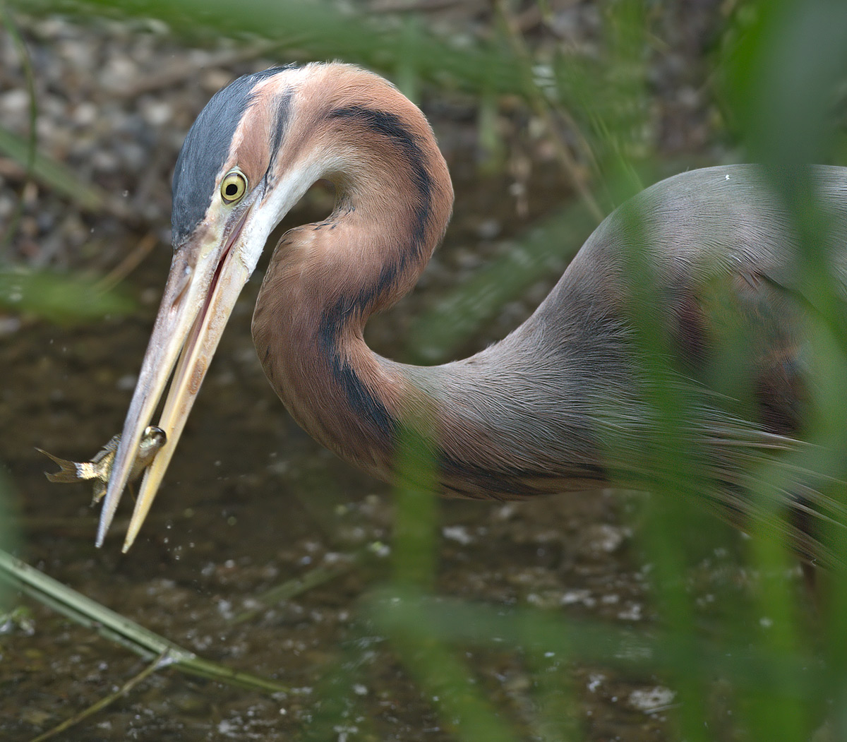 Airone rosso: Ardea purpurea. En.: Purple Heron