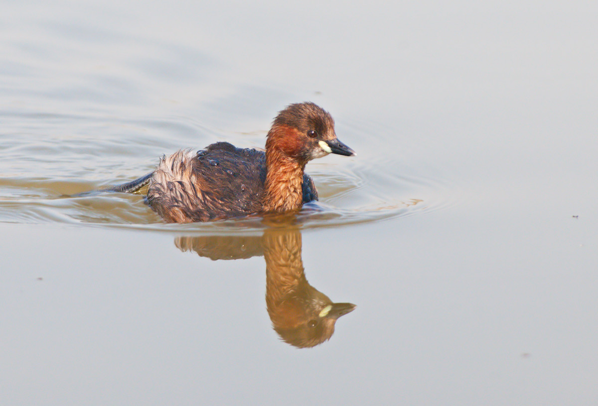 Tuffetto: Tachybaptus ruficollis. En.: Little Grebe