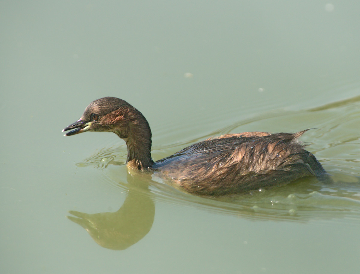 Tuffetto: Tachybaptus ruficollis. En.: Little Grebe