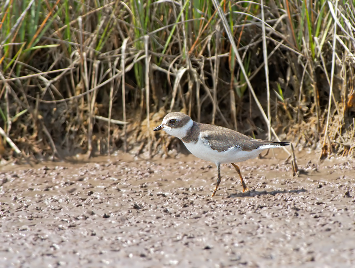 Corriere semipalmato: Charadrius semipalmatus. En.: Semipalmated Plover