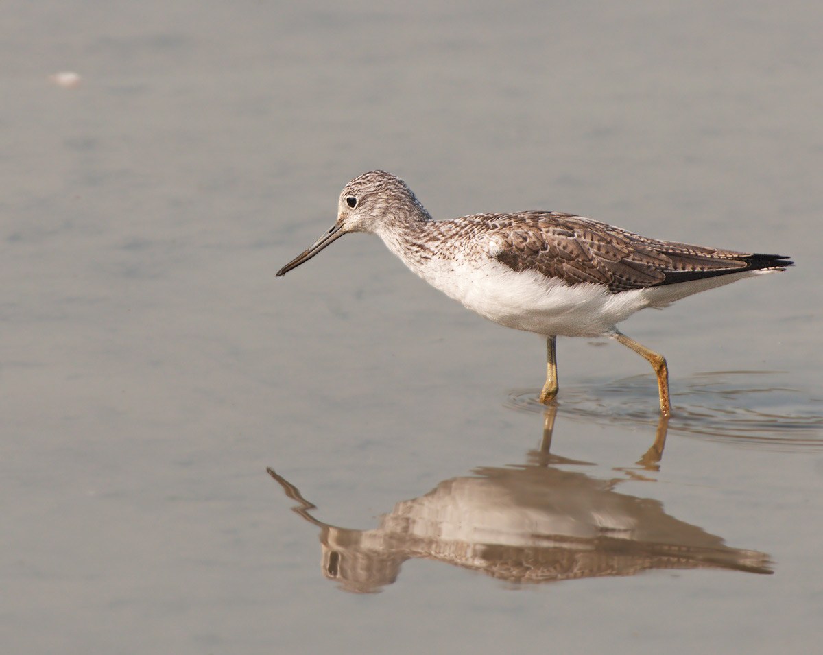Pantana: Tringa nebularia. En.: Greenshank