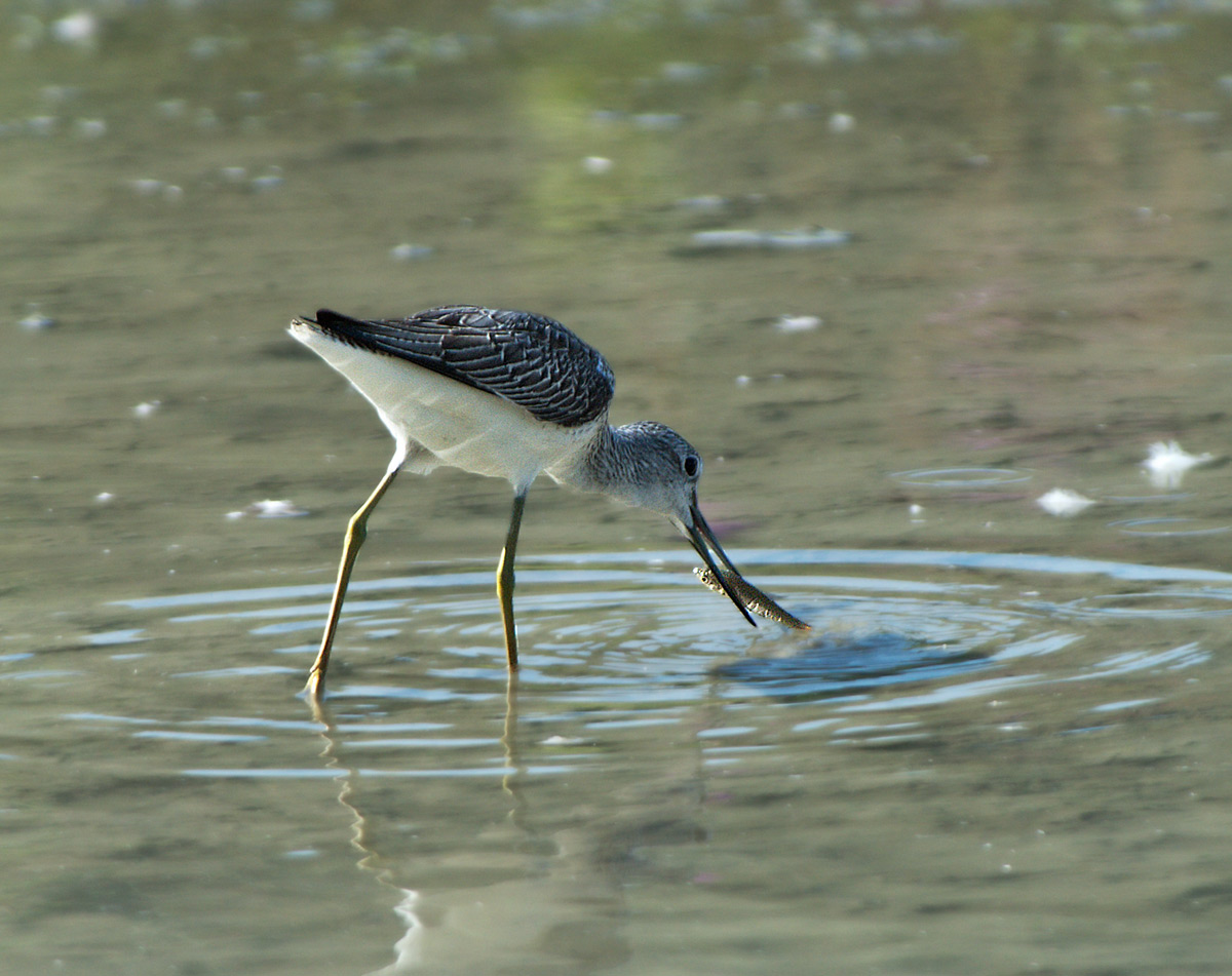 Pantana: Tringa nebularia. En.: Greenshank