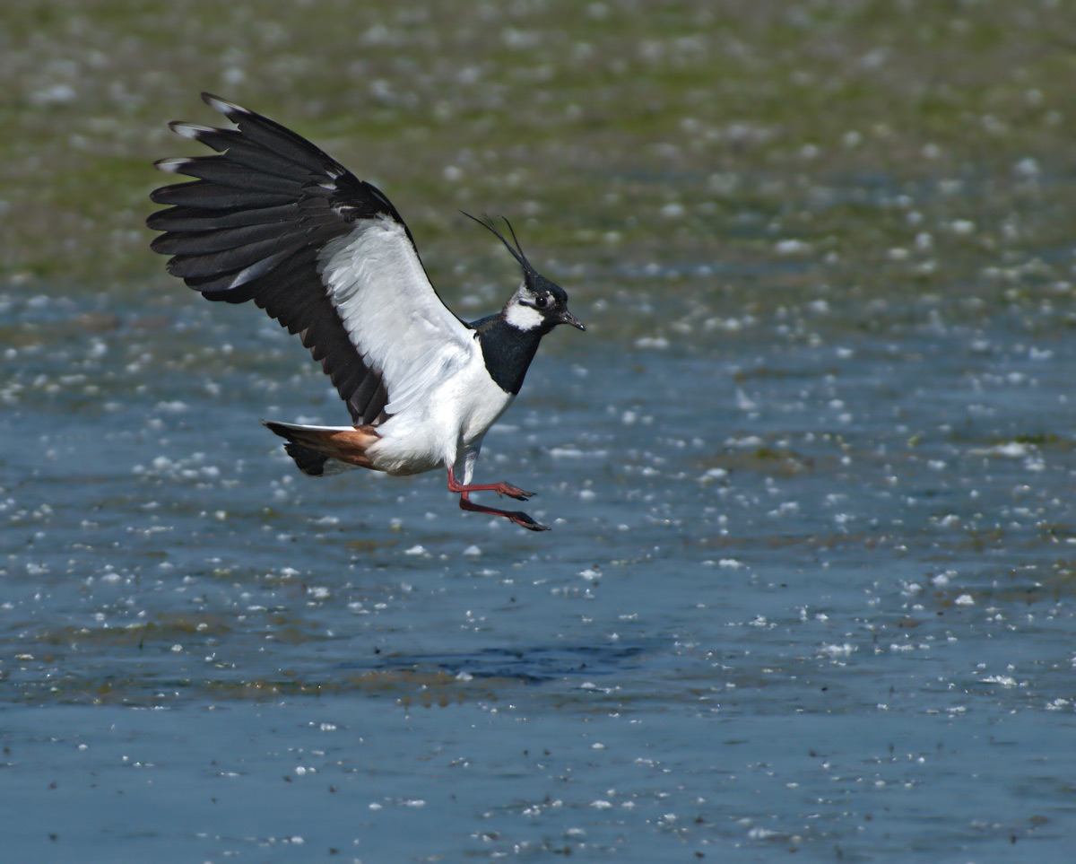 Pavoncella: Vanellus vanellus. En.: Lapwing