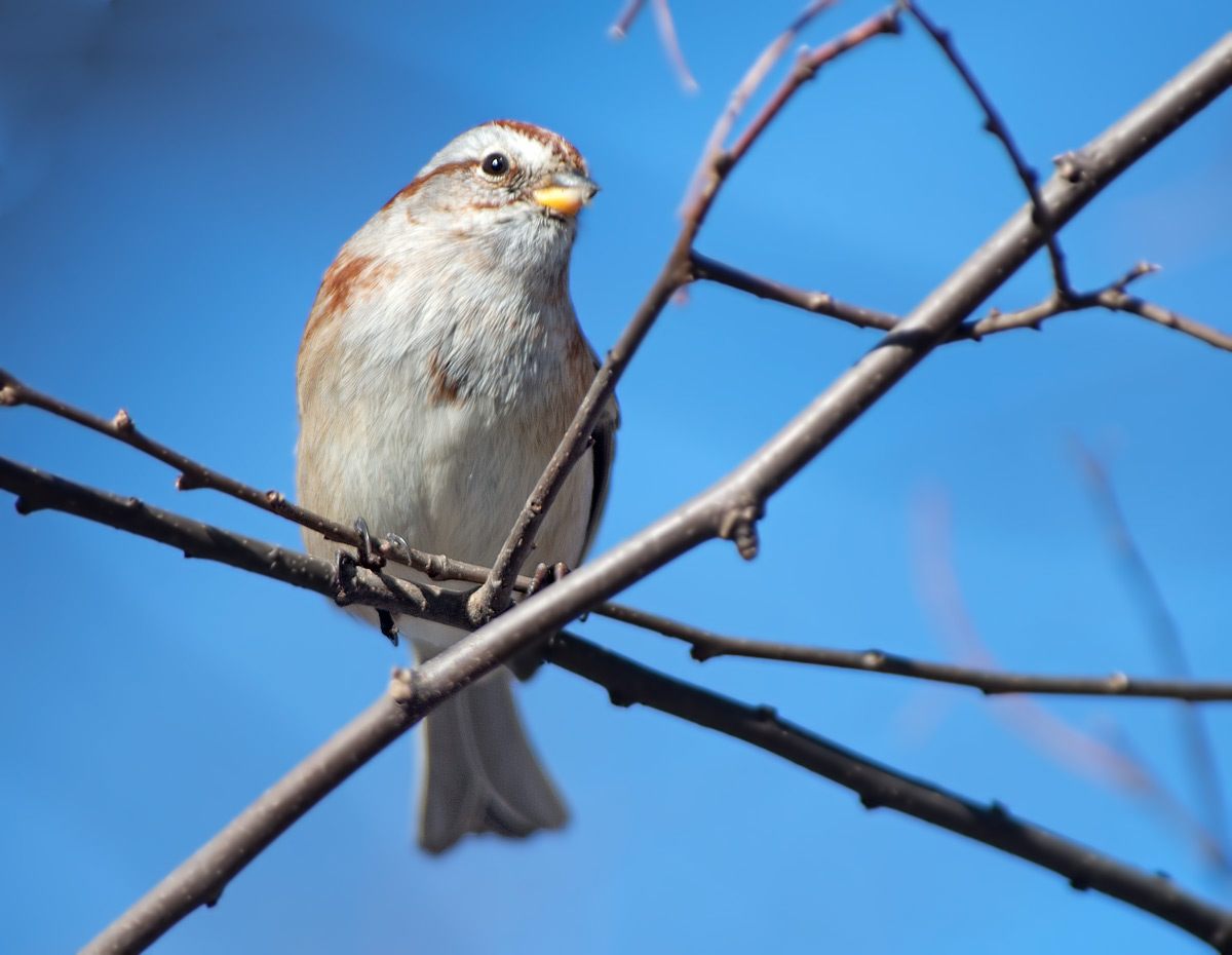 Passero arboricolo: Spizella arborea. En.: American Tree Sparrow