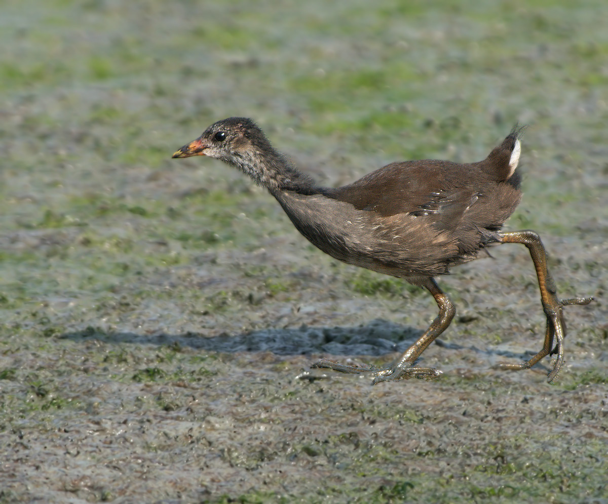 Folaga: Fulica atra. En.: Coot