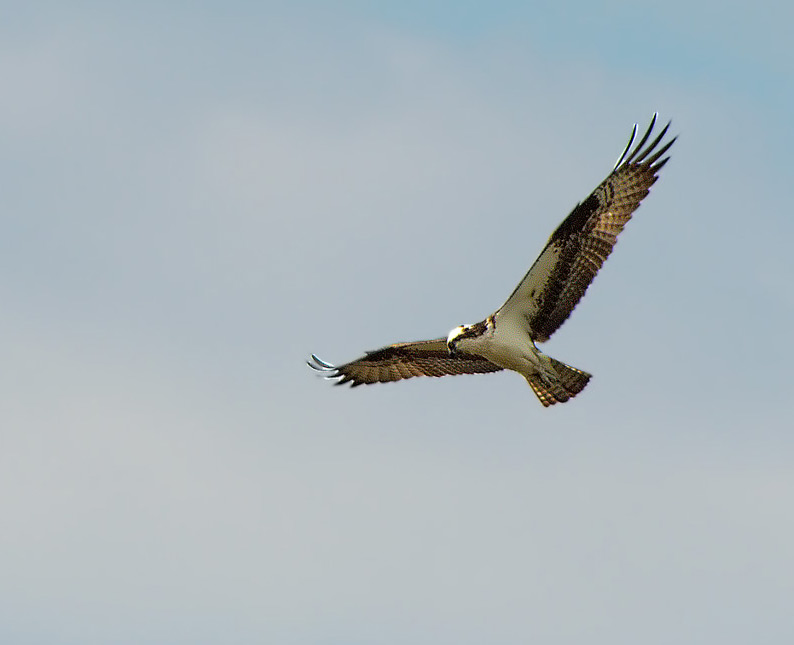 Falco pescatore: Pandion haliaetus carolinensis. En.: Osprey