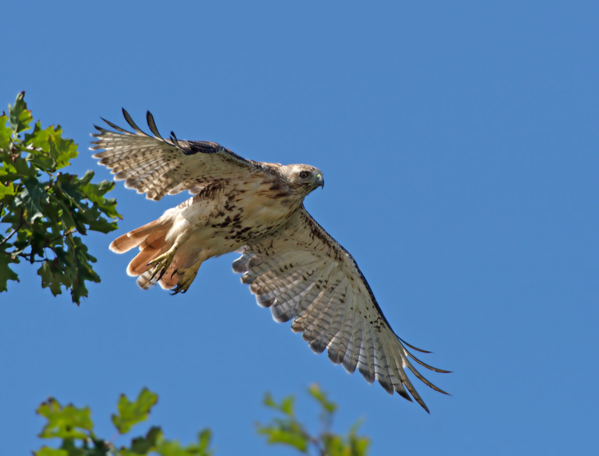 Poiana della Giamaica: Buteo jamaicensis. E.: Red-tailed Hawk