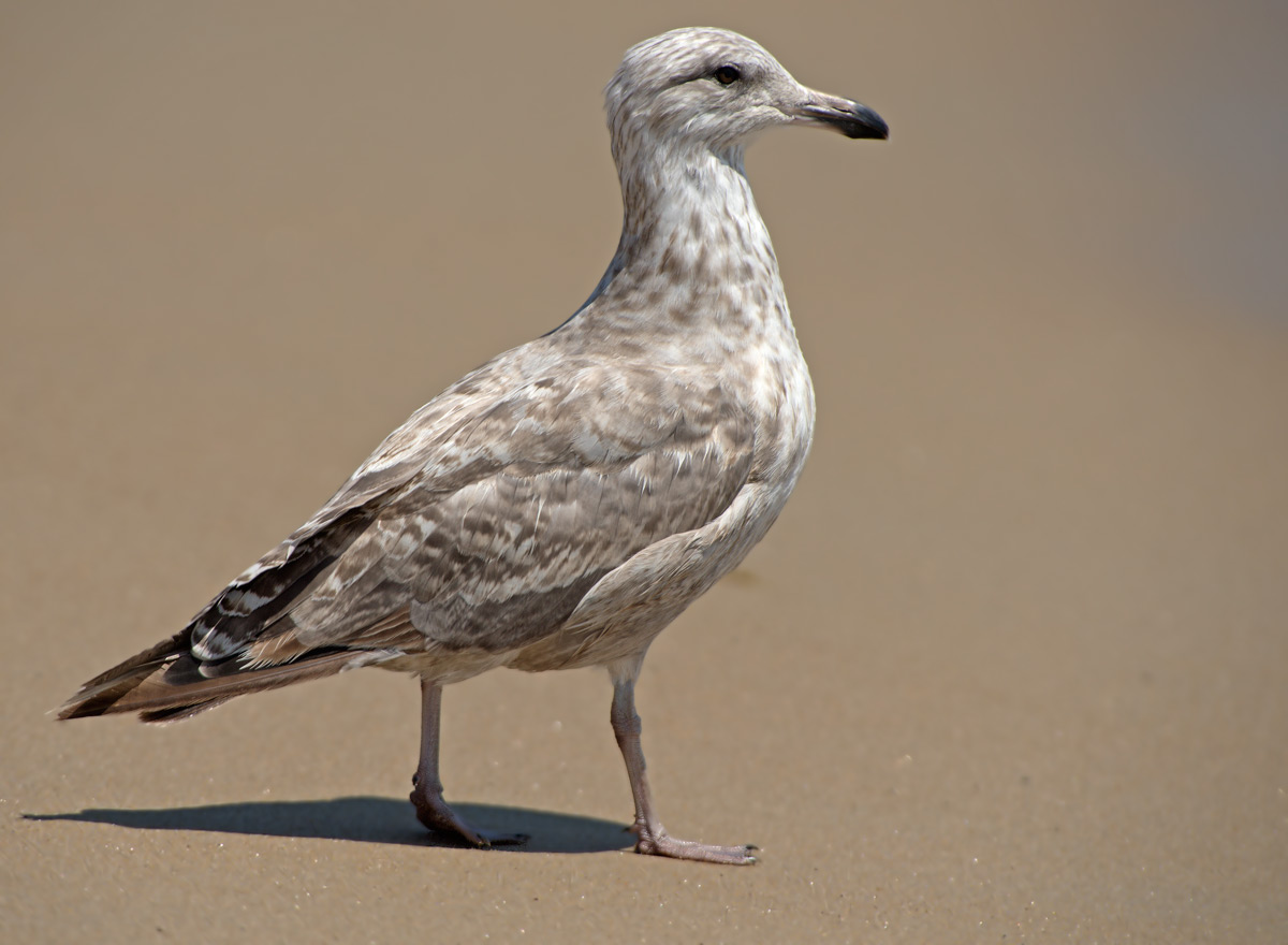 Gabbiano reale nordico: Larus argentatus. En.: Herring Gull -2nd winter-