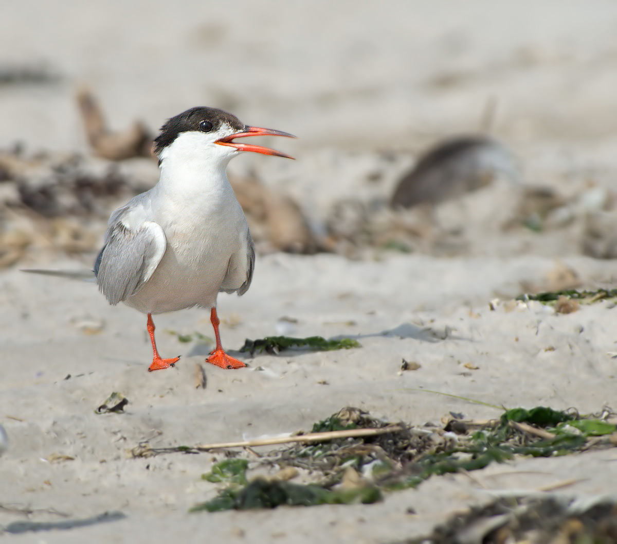 Sterna comune: Sterna hirundo. En.: Common tern