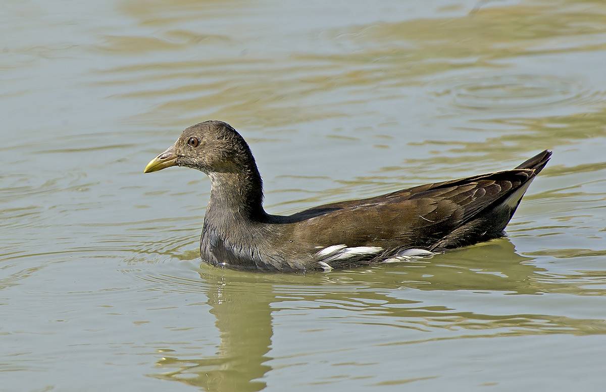 Gallinella dacqua: Gallinula chloropus. En.: Moorhen